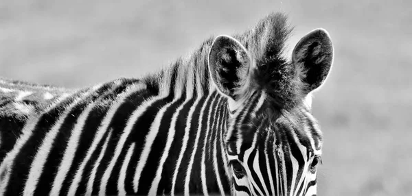 Zebra close up — Stock Photo, Image