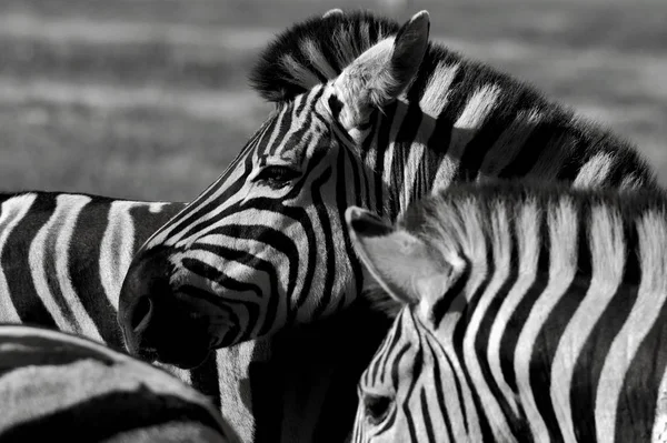 Grupul Zebras — Fotografie, imagine de stoc