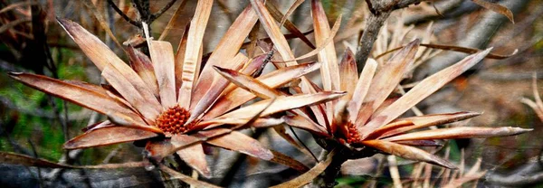 Красивый сухой Protea — стоковое фото