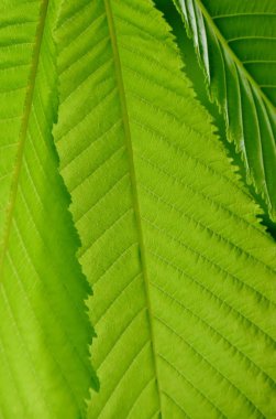 kestane ağacının yaprakları