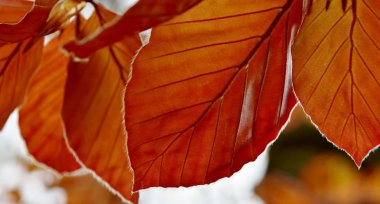 Kırmızı kayın ağacı yaprakları