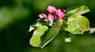elma ağacı çiçekleri