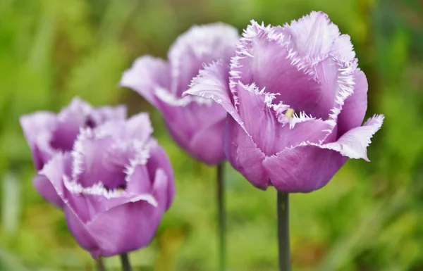 Lindas tulipas roxas — Fotografia de Stock