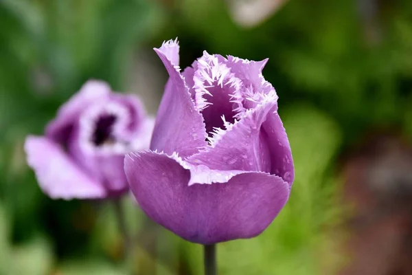 Lindas tulipas roxas — Fotografia de Stock