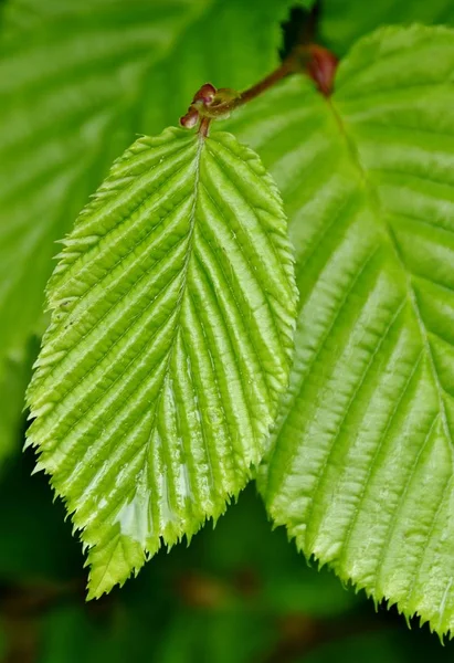 Verse beuken hedge bladeren — Stockfoto