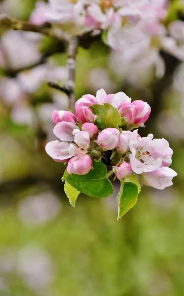 Fleurs de pommier — Photo