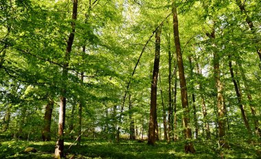 Bahar yeşil kayın ağaçlarının