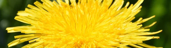 Common dandelion blossom — Stock Photo, Image