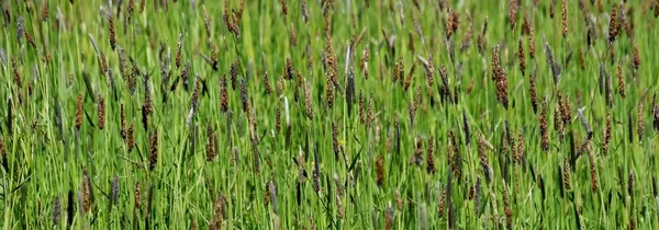 Blommande gräs panorama — Stockfoto