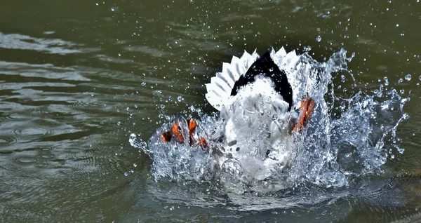 Männliche Wildente — Stockfoto