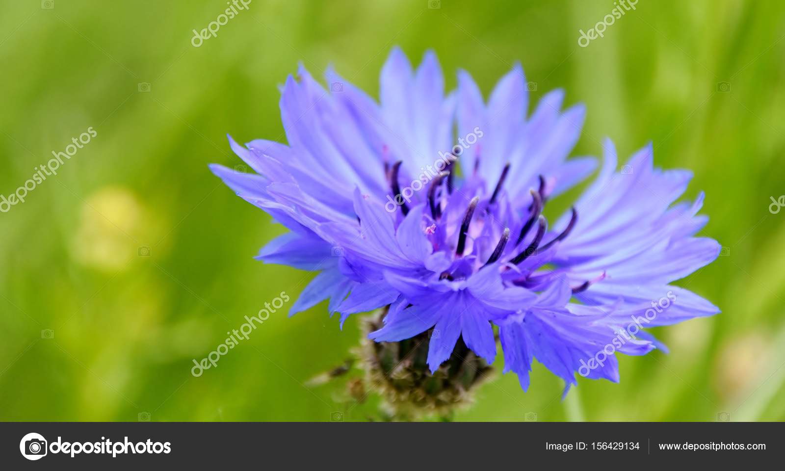 Cornflowers - güzel bir bitki Cornflowers - güzel bir bitki