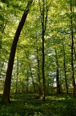 Bahar yeşil kayın ağaçlarının