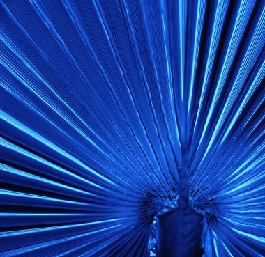 Palmiye yaprağı izlenim