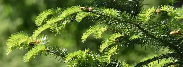 Bouts de pin vert printemps — Photo