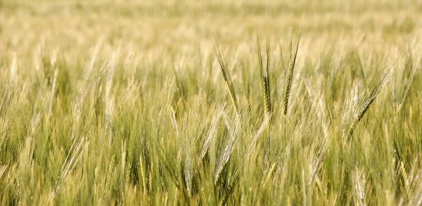 Weizenfeld im Frühling — Stockfoto