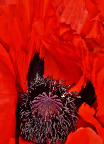 Poppy in sunlight — Stock Photo, Image