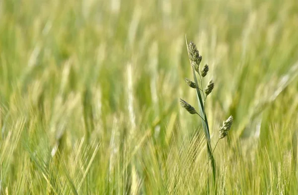 Campo di grano in primavera — Foto Stock