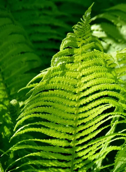 Fern in voorjaar zonlicht — Stockfoto