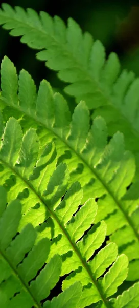 Ormbunke i våren solljus — Stockfoto