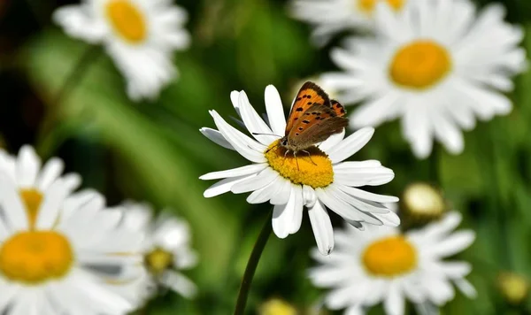 Daisy in Spring sunshine — Stock Photo, Image