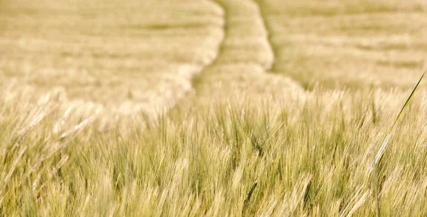 Vete fält under våren — Stockfoto