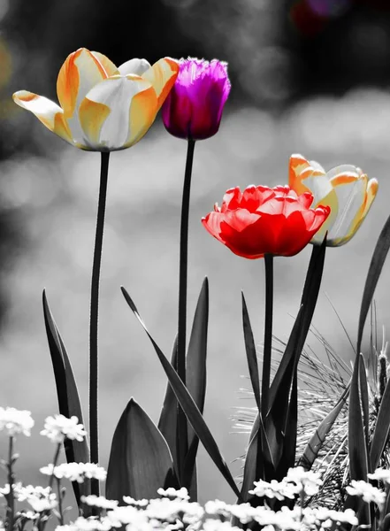 Beautiful Tulips in the spring sun — Stock Photo, Image