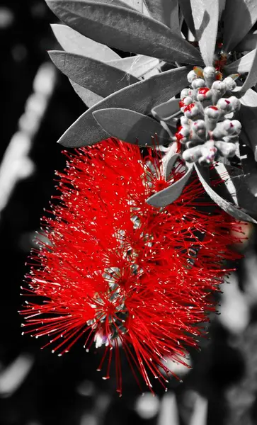 Flor de pincel rojo —  Fotos de Stock