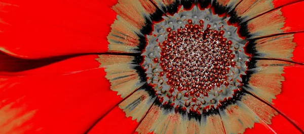 Flor de gazânia vermelha — Fotografia de Stock