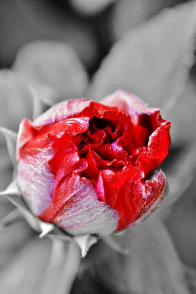 Kırmızı hibiscus bud — Stok fotoğraf
