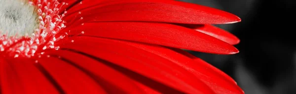 日光の下で赤いガーベラ — ストック写真