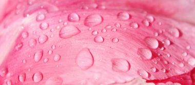 Pembe yağmur damlaları