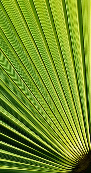 Лист пальмы в форме вентилятора — стоковое фото