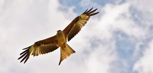 Le cerf-volant rouge — Photo