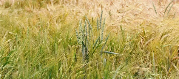 Weizenfeld im Frühling — Stockfoto