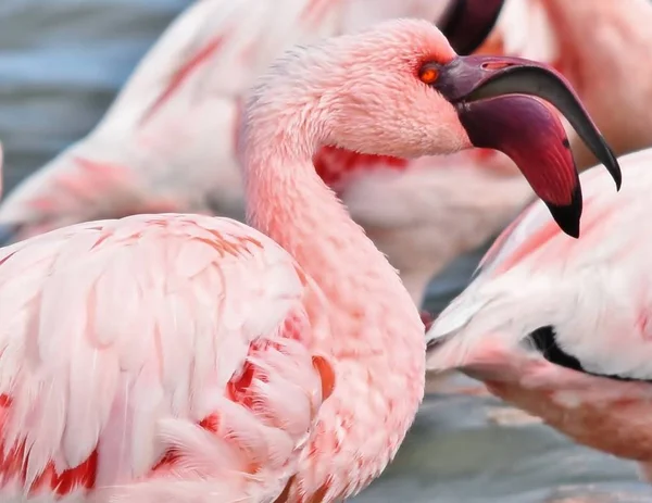 Menor Flamingo alimentação — Fotografia de Stock