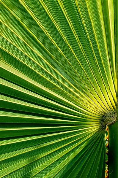 Fächerförmiges Palmblatt — Stockfoto