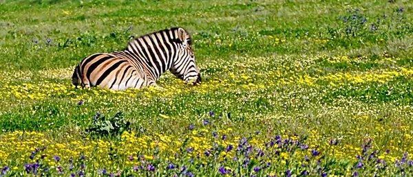 Parece o céu de Zebra. .. — Fotografia de Stock