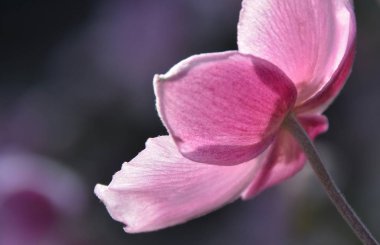 güzel pembe Anemone 