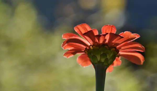햇빛에 아름 다운 꽃 — 스톡 사진