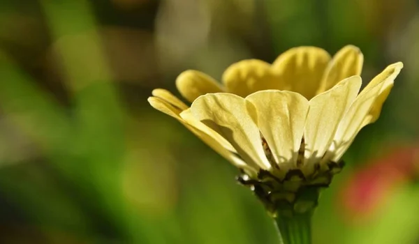 Bela flor na luz do sol — Fotografia de Stock