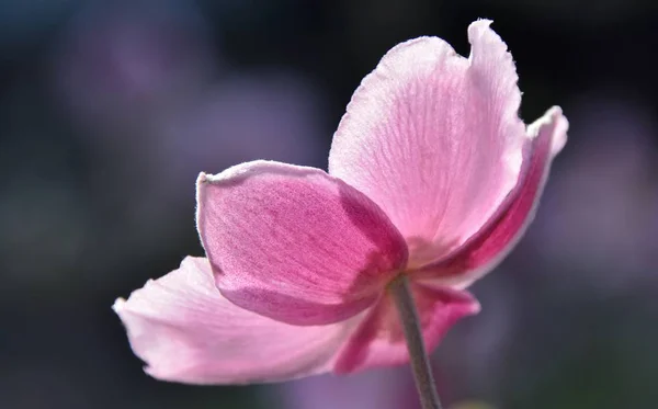 Güzel pembe Anemone — Stok fotoğraf