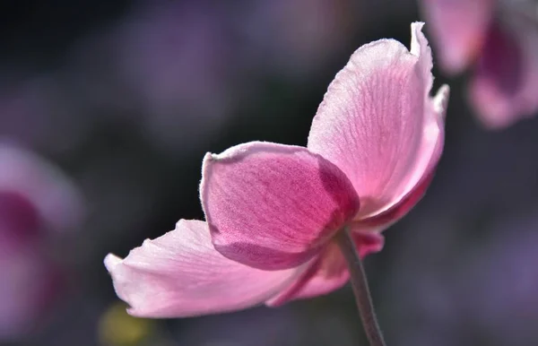 Güzel pembe Anemone — Stok fotoğraf