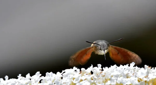 Hummingbird Hawk Moth — Stockfoto