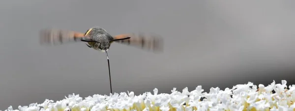 Kolibri-Falke — Stockfoto