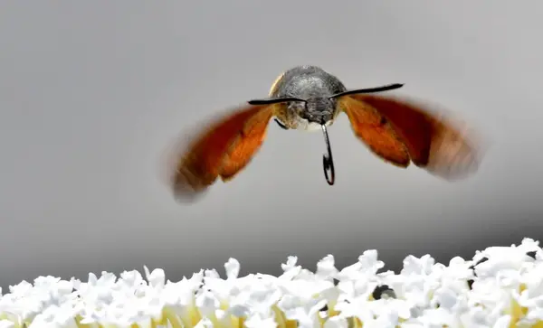 Koliber hawk ćma — Zdjęcie stockowe