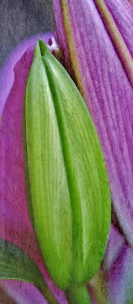 Taze lily tomurcukları — Stok fotoğraf