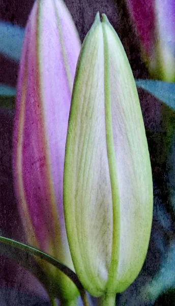 Čerstvé lily pupeny — Stock fotografie