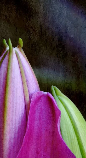 Fresh Lily Buds — Stock Photo, Image