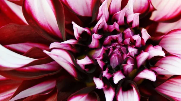 Красивый цветок георгины — стоковое фото