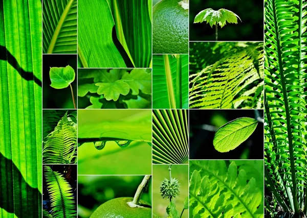 Shades of green collage — Stock Photo, Image